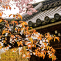 Kioto - Klasztor Uspokojonego Smoka - Ryoanji